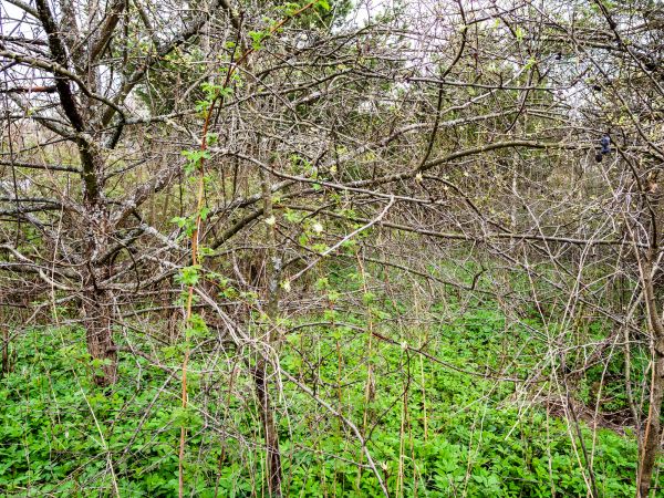 Underbrush Clearing in Santa Rosa