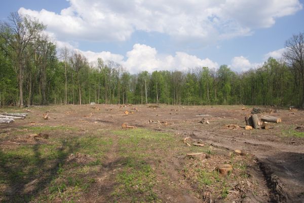 Cost of Pasture Clearing in Santa Rosa