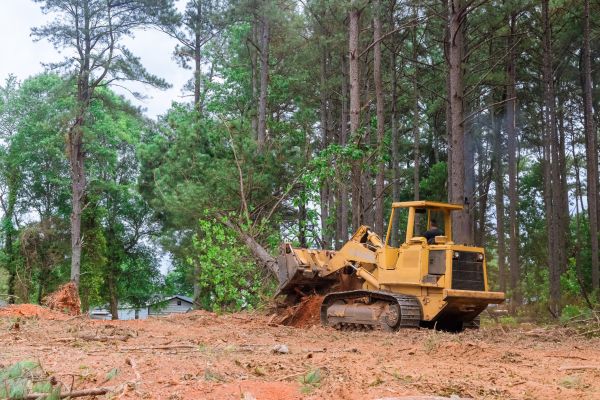 Forest Thinning in Santa Rosa