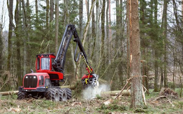 Cost of Forest Clearance Service in Santa Rosa