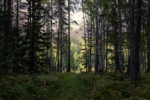 Cost of Pine Tree Clearing in Santa Rosa