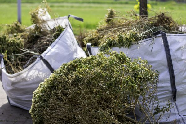 Cost of Bushes Clearing in Santa Rosa