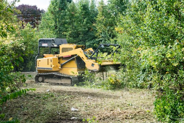 Cost of Pathway Clearing in Santa Rosa