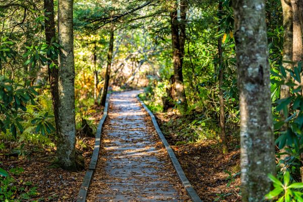 Cost of Trail Clearing in Santa Rosa